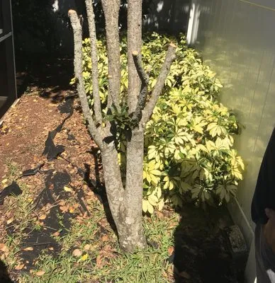 Green Estates Lawn and Garden Services Logo