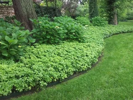 Expert landscape design for beautiful yards across Overland Park, KS - Green Expectations Landscaping