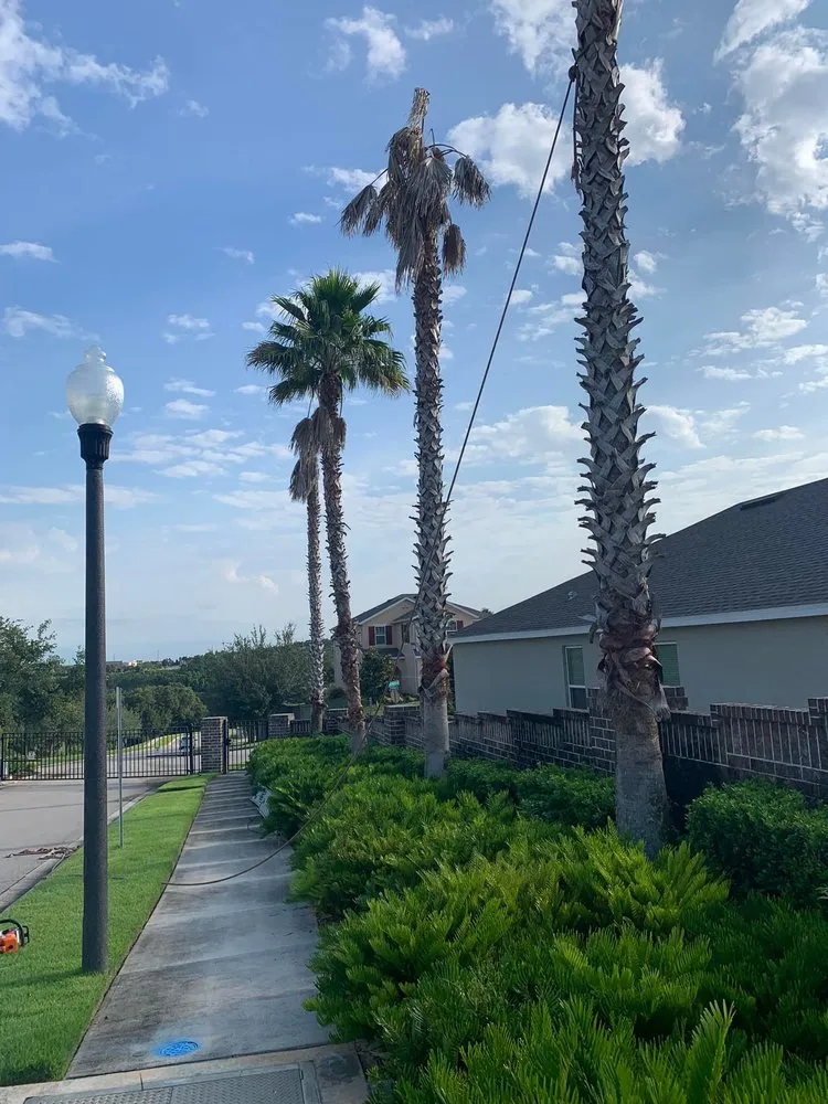 Local garden landscaping in Clermont, FL - Green Fades