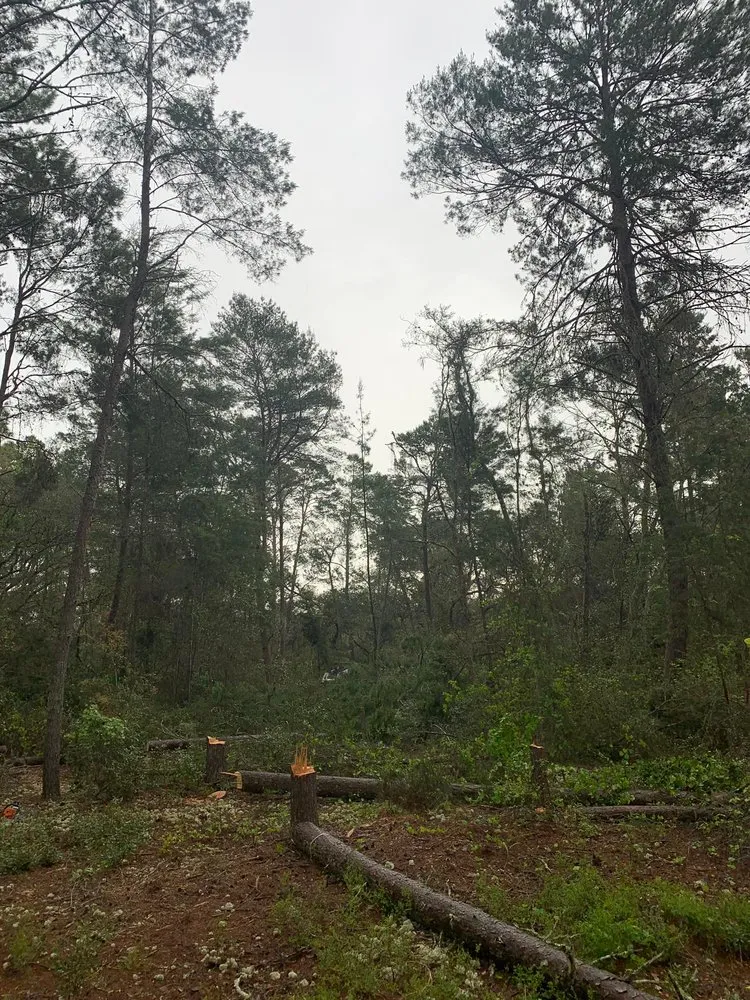 Local landscape design experts serving Clermont, FL - Green Fades