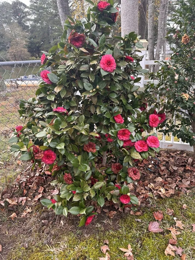 Reliable residential landscaping near you across Lawrenceville, GA - Green Fern Landscaping