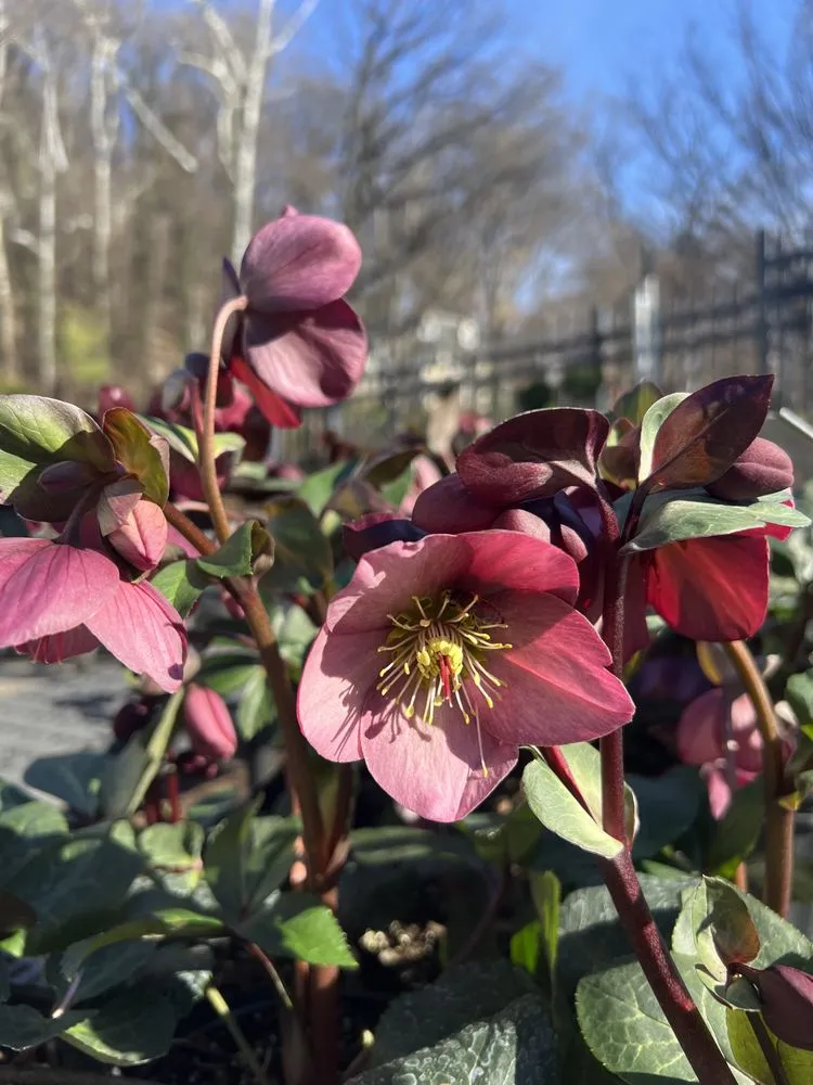 Top-rated landscaping services for homes in Baltimore, MD by Green Fields Nursery