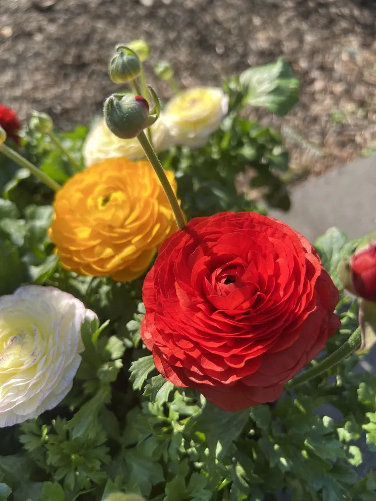 Expert yard maintenance experts serving Baltimore, MD - Green Fields Nursery