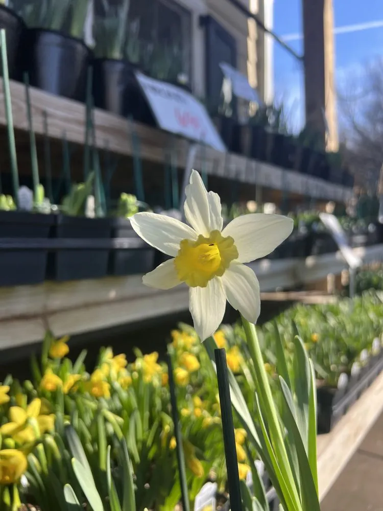 Custom landscape installation for homes across Baltimore, MD - Green Fields Nursery