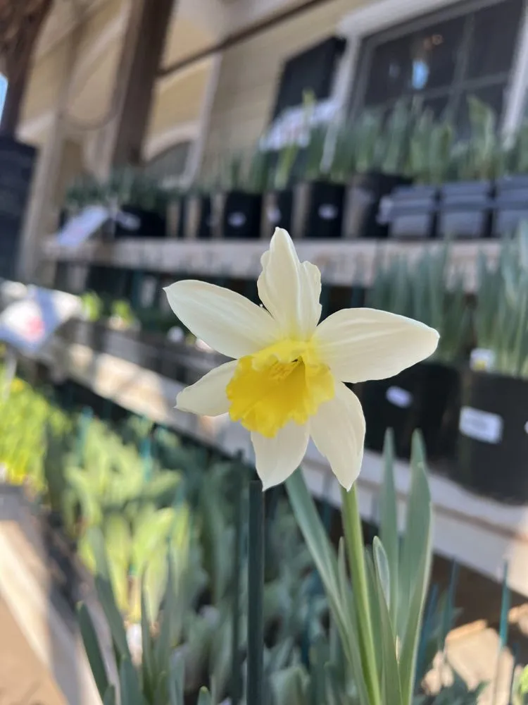 Affordable garden landscaping for outdoor upgrades in Baltimore, MD by Green Fields Nursery