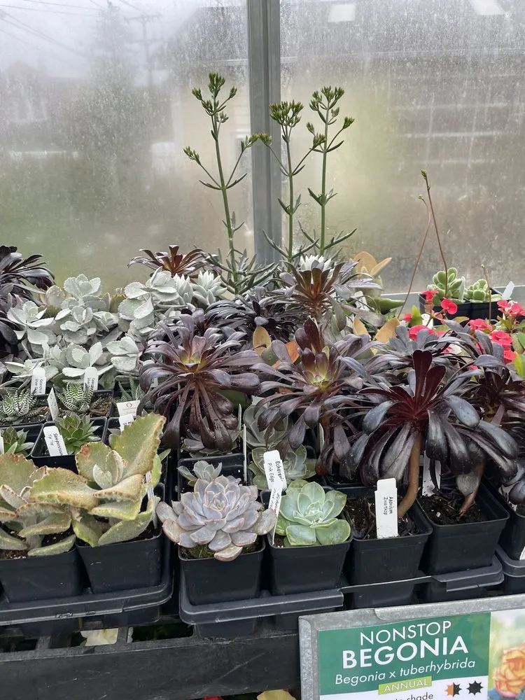 Local yard maintenance for beautiful yards in Baltimore, MD by Green Fields Nursery