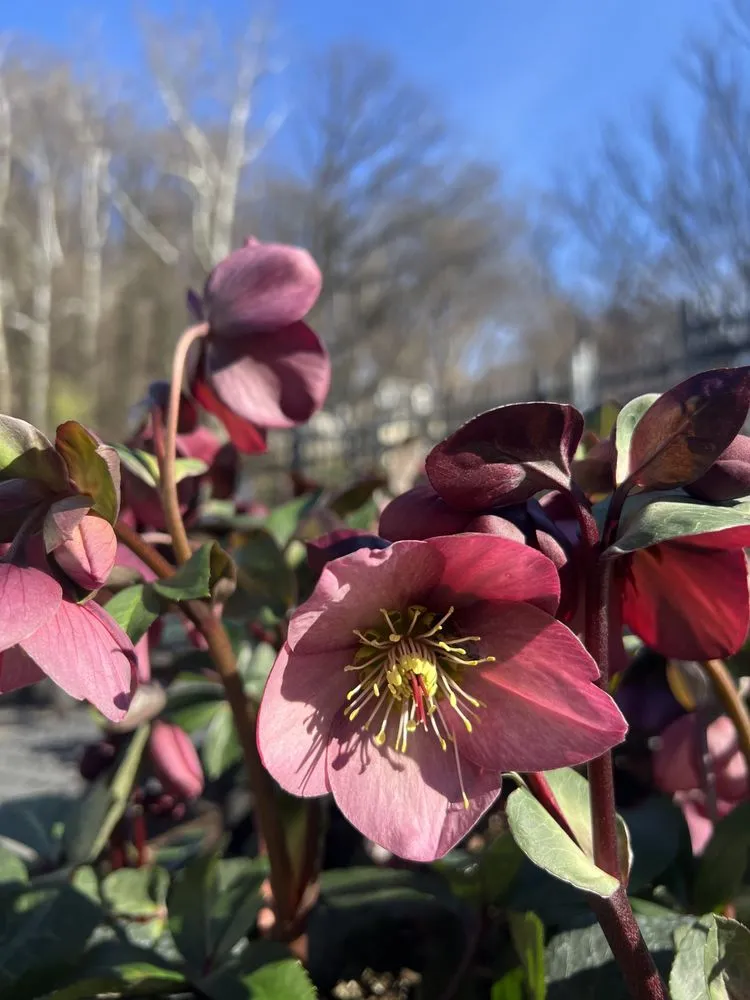 Top-rated yard maintenance in Baltimore, MD by Green Fields Nursery