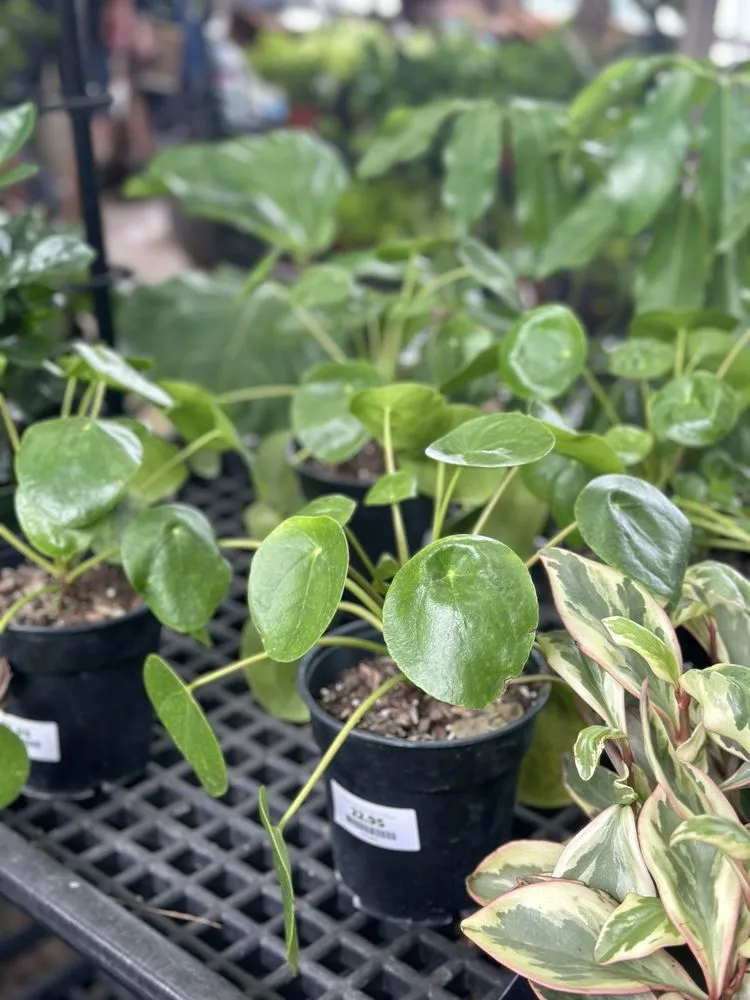 Trusted garden landscaping in Baltimore, MD by Green Fields Nursery