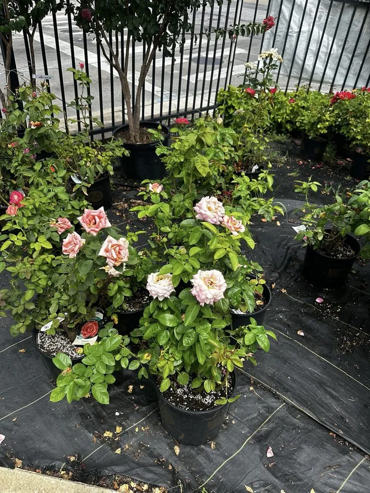 Affordable lawn mowing service experts serving Baltimore, MD - Green Fields Nursery