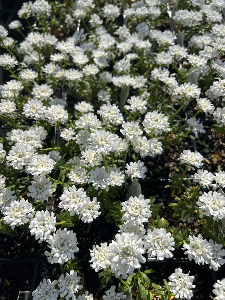 Professional lawn care service for year-round maintenance in Baltimore, MD by Green Fields Nursery