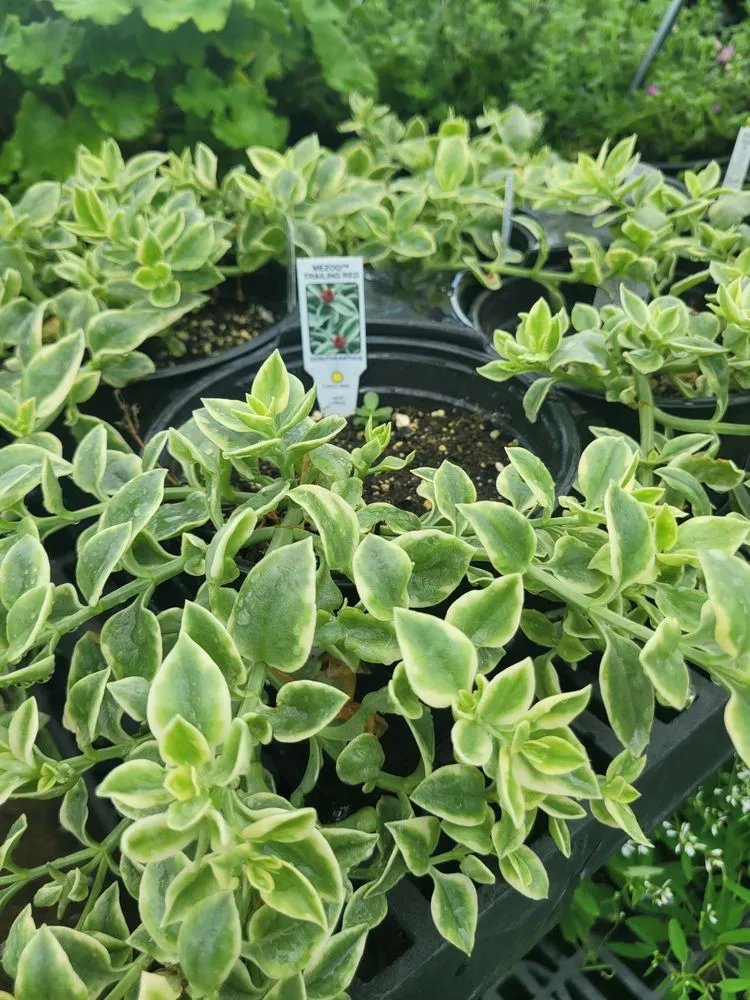 Reliable landscape design in Baltimore, MD by Green Fields Nursery