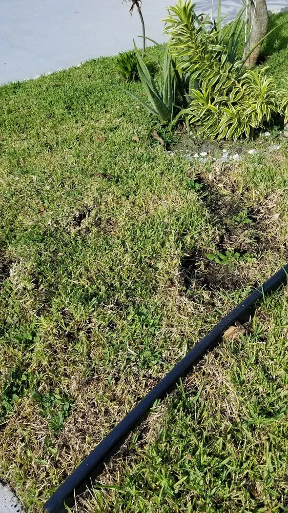 Custom yard maintenance in Pompano Beach, FL by Green Florida Landscaping