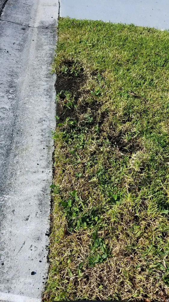 Reliable lawn care service in Pompano Beach, FL - Green Florida Landscaping