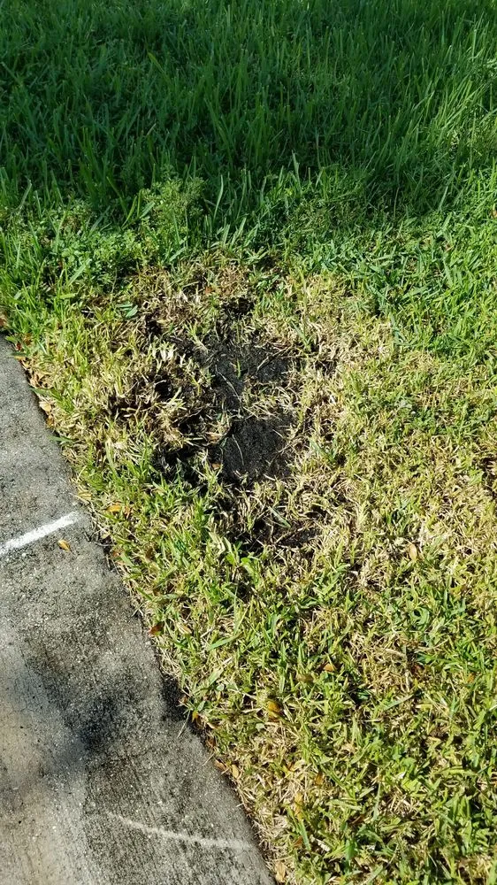 Professional lawn care service for beautiful yards in Pompano Beach, FL by Green Florida Landscaping