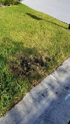 Green Florida Landscaping Logo