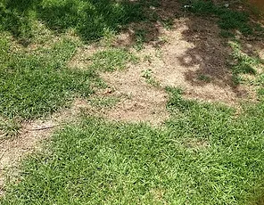 Affordable landscaping services in Louisville, KY by Green For Less Landscaping & Lawn Care Service