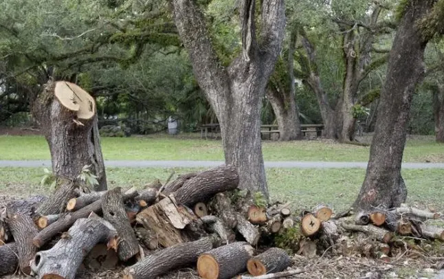 Professional landscaping services in Morristown, NJ by Green Forest