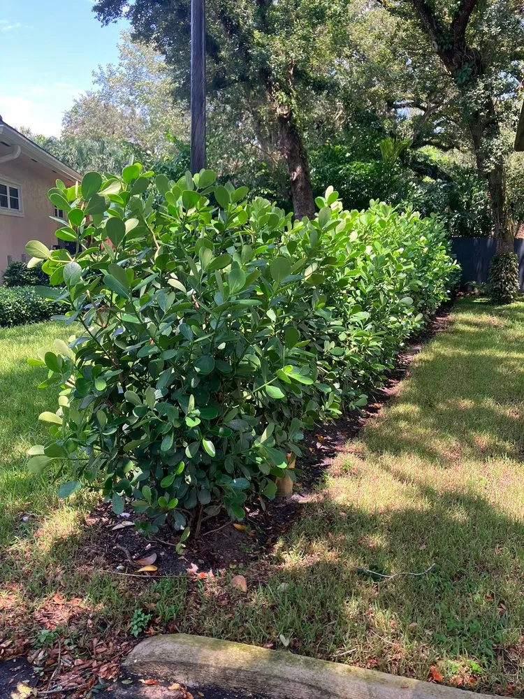 Local lawn care service experts serving Hollywood, FL - Green Free Landscaping