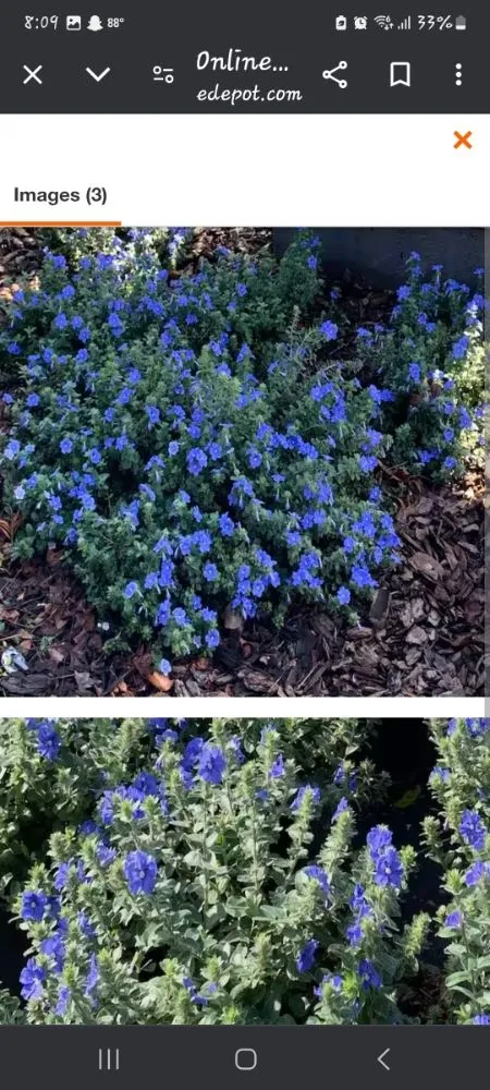 Reliable residential landscaping experts serving St. Petersburg, FL - Green Fusion Landcare llc