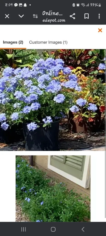 Expert landscaping services in St. Petersburg, FL by Green Fusion Landcare llc