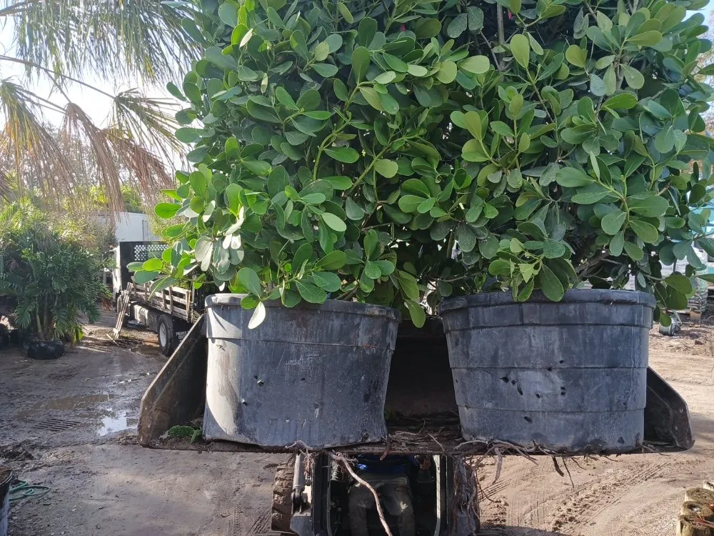 Reliable lawn mowing service for residential properties in St. Petersburg, FL by Green Fusion Landcare llc