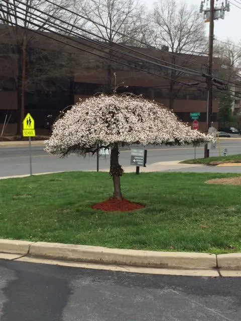Custom outdoor landscaping for outdoor upgrades across Montgomery Village, MD - Green Fussion Services