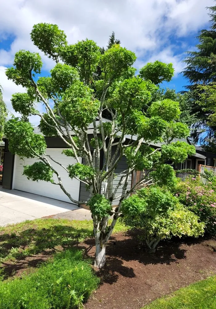 Affordable lawn care service in Cornelius, OR by Green FX Lawncare