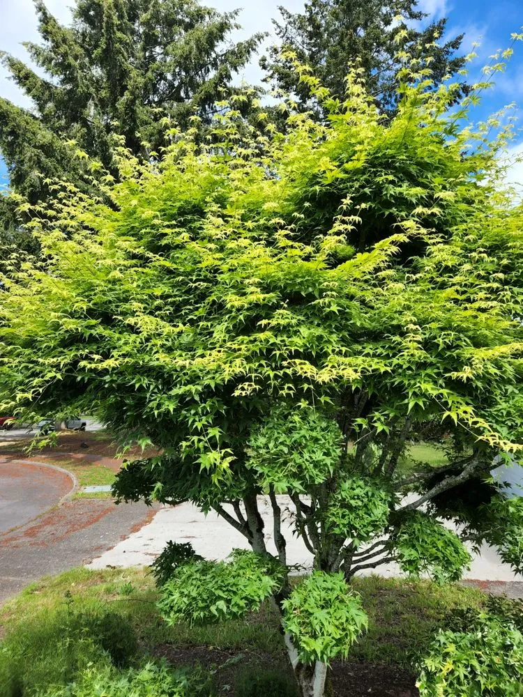 Local lawn care service for homes across Cornelius, OR - Green FX Lawncare