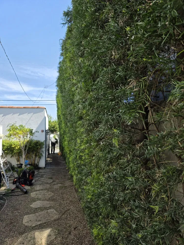 Professional residential landscaping in Hawthorne, CA by Green Gainz Greenscapes