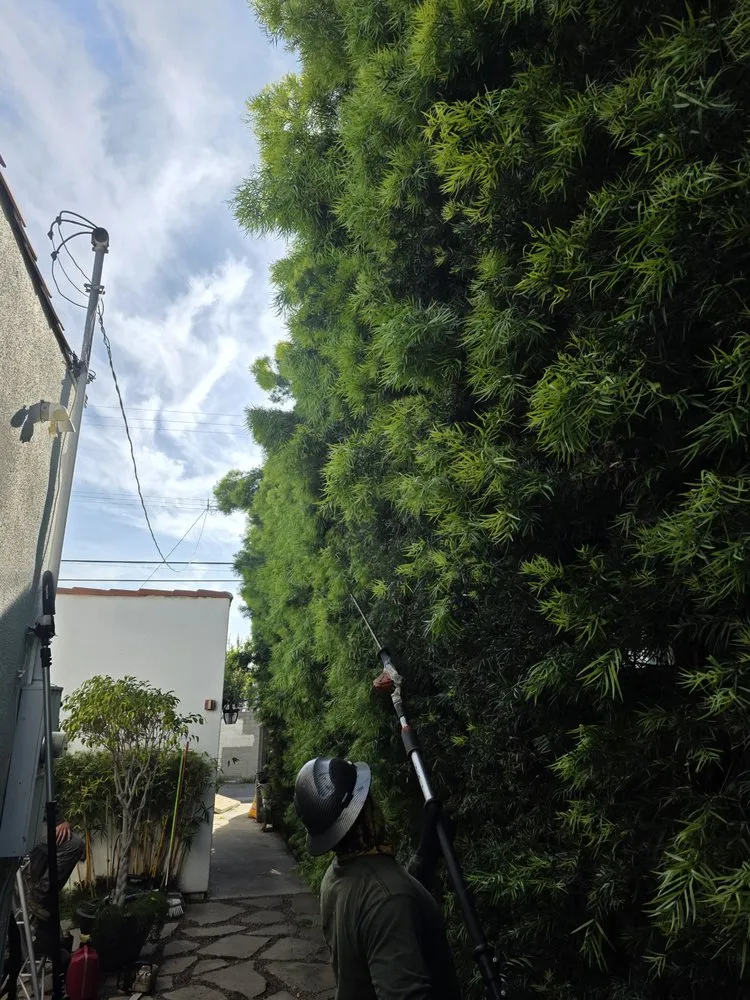 Affordable yard maintenance experts serving Hawthorne, CA - Green Gainz Greenscapes