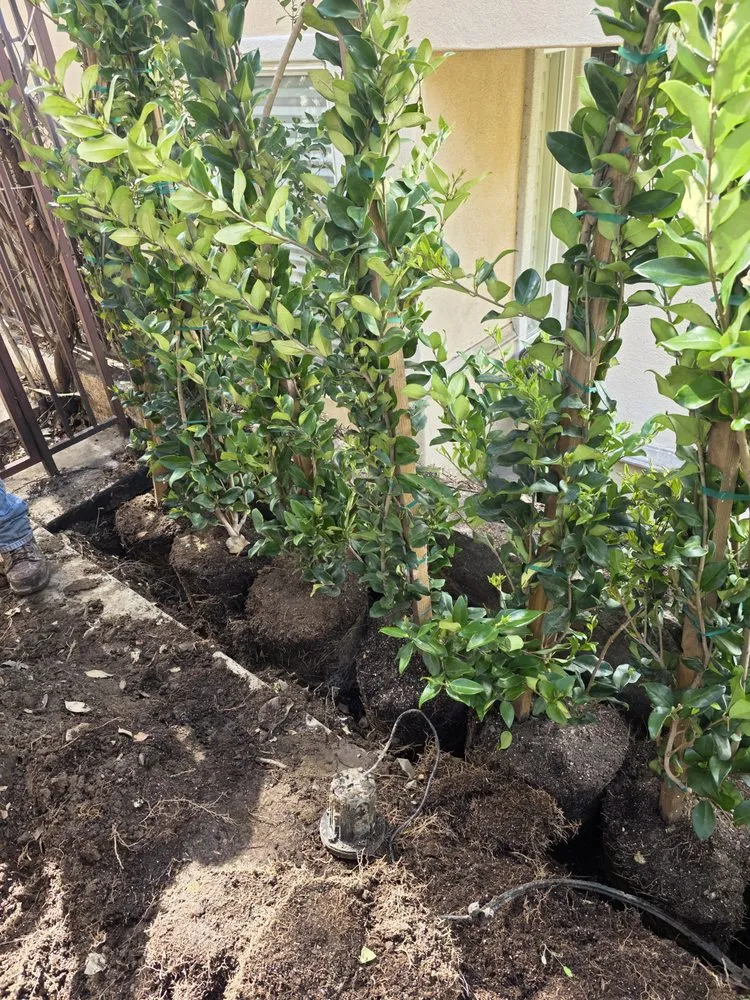 Custom landscaping services in Hawthorne, CA by Green Gainz Greenscapes