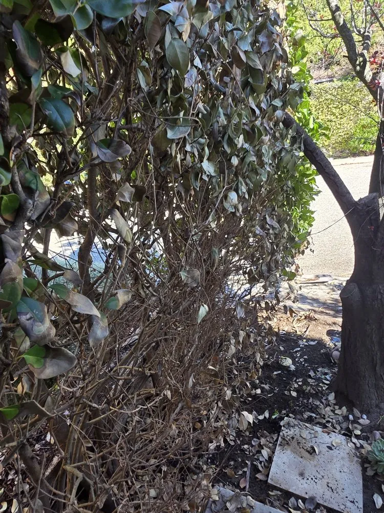 Top-rated lawn care service for year-round maintenance in Hawthorne, CA by Green Gainz Greenscapes