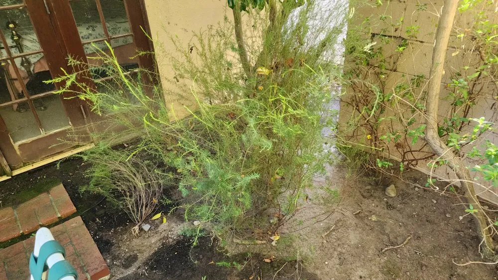 Affordable lawn mowing service in Hawthorne, CA - Green Gainz Greenscapes