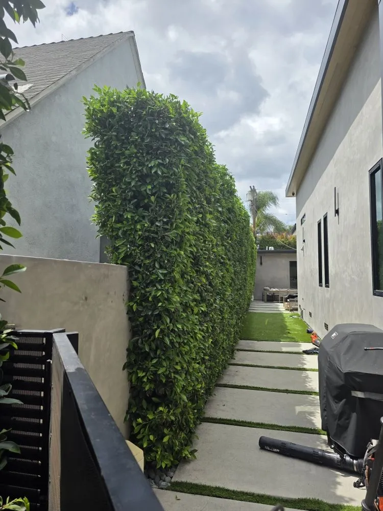Local yard cleanup service for outdoor upgrades in Hawthorne, CA by Green Gainz Greenscapes