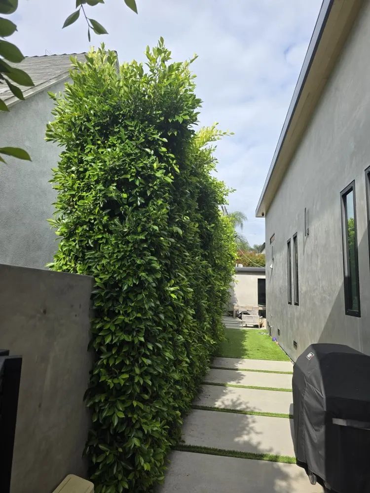 Affordable landscape design for residential properties across Hawthorne, CA - Green Gainz Greenscapes