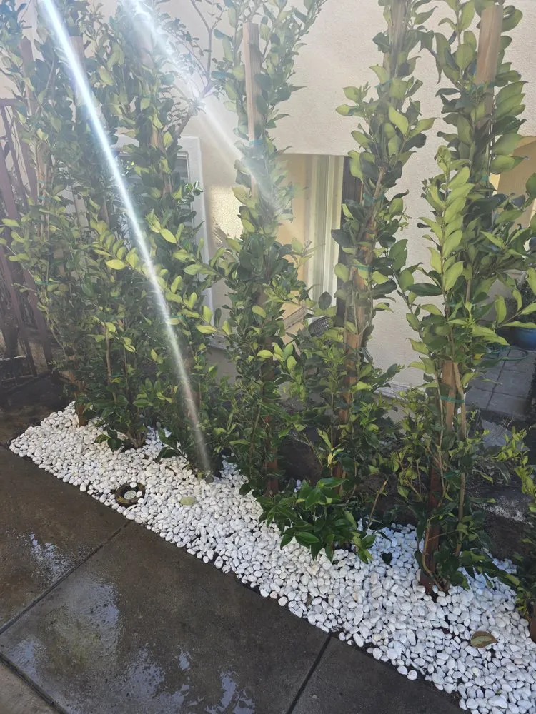 Top-rated yard cleanup service for residential properties in Hawthorne, CA by Green Gainz Greenscapes