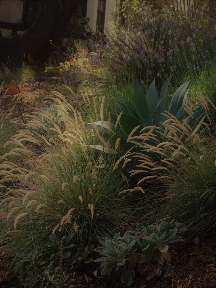 Top-rated lawn mowing service for beautiful yards in Berkeley, CA by Green Gallery Landscaping