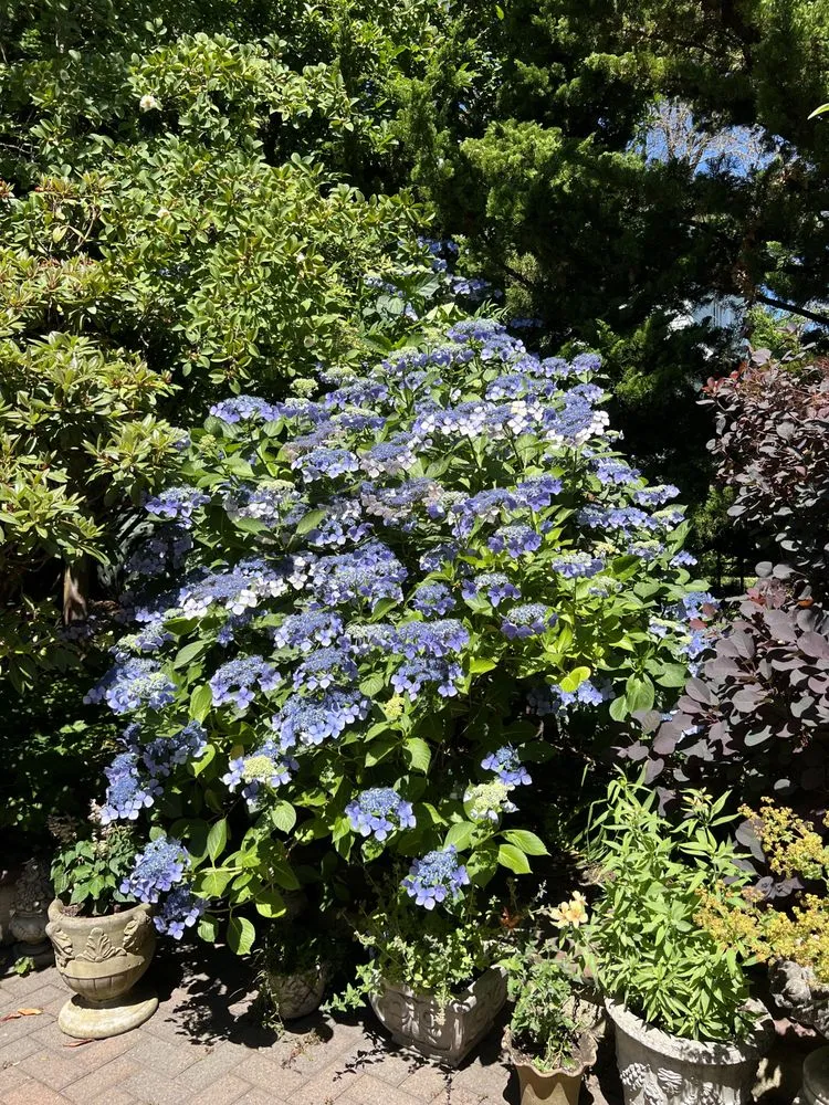 Custom residential landscaping with custom design in Seattle, WA by Green Garden Landscaping