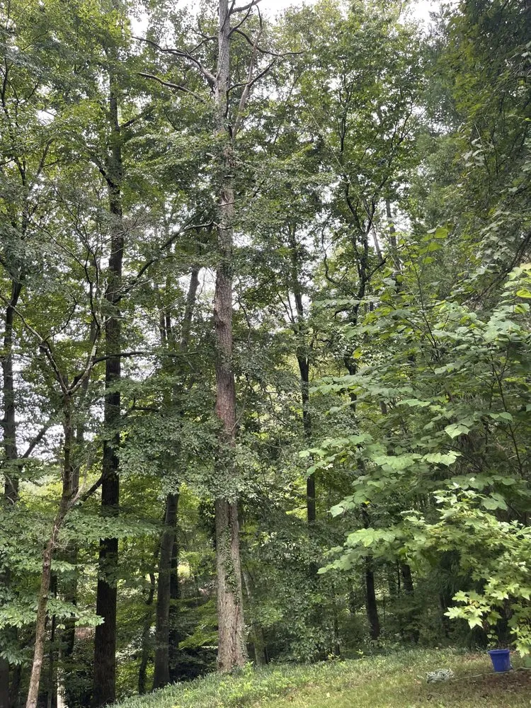 Trusted landscape installation for year-round maintenance in Atlanta, GA by Green Garden Lawn & Landscape