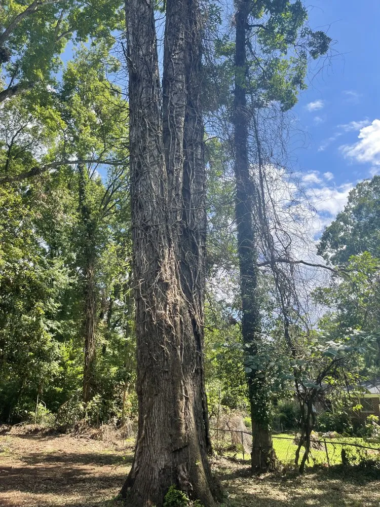 Affordable lawn care service near you across Atlanta, GA - Green Garden Lawn & Landscape