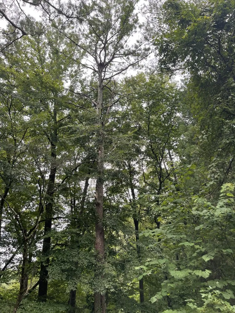 Affordable landscape installation for residential properties in Atlanta, GA by Green Garden Lawn & Landscape