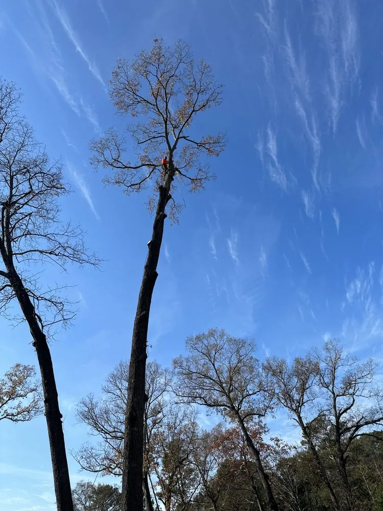 Local lawn care service in Atlanta, GA - Green Garden Lawn Care