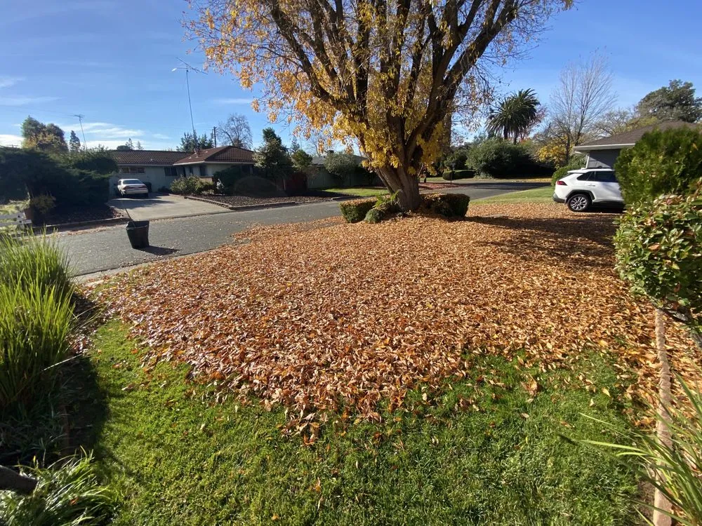 Local landscaping services near you across Sacramento, CA - Green Gardens Landscaping