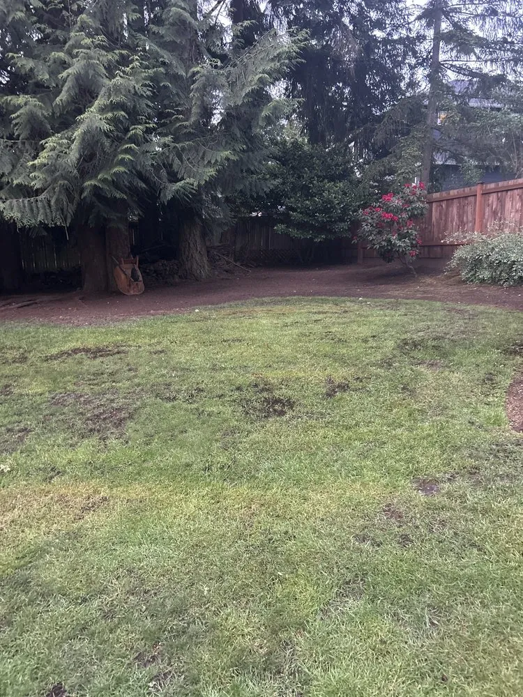 Local yard cleanup service near you in Kirkland, WA by Green Gardens Services