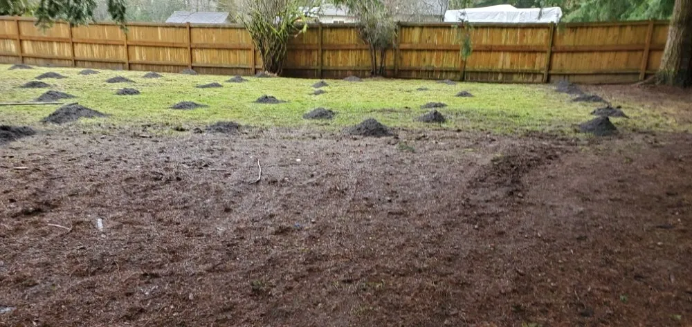 Expert lawn care service experts serving Kirkland, WA - Green Gardens Services