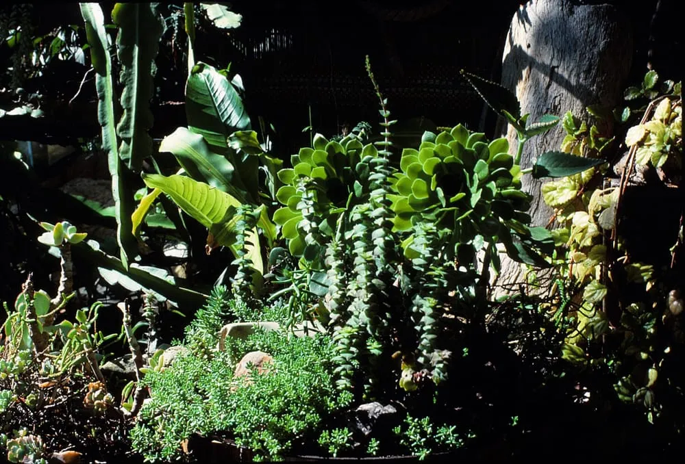 Local landscape design in Laguna Beach, CA - Green Gene