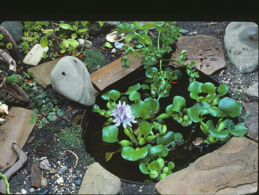 Custom lawn care service in Laguna Beach, CA by Green Gene