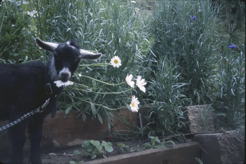 Local outdoor landscaping in Laguna Beach, CA - Green Gene