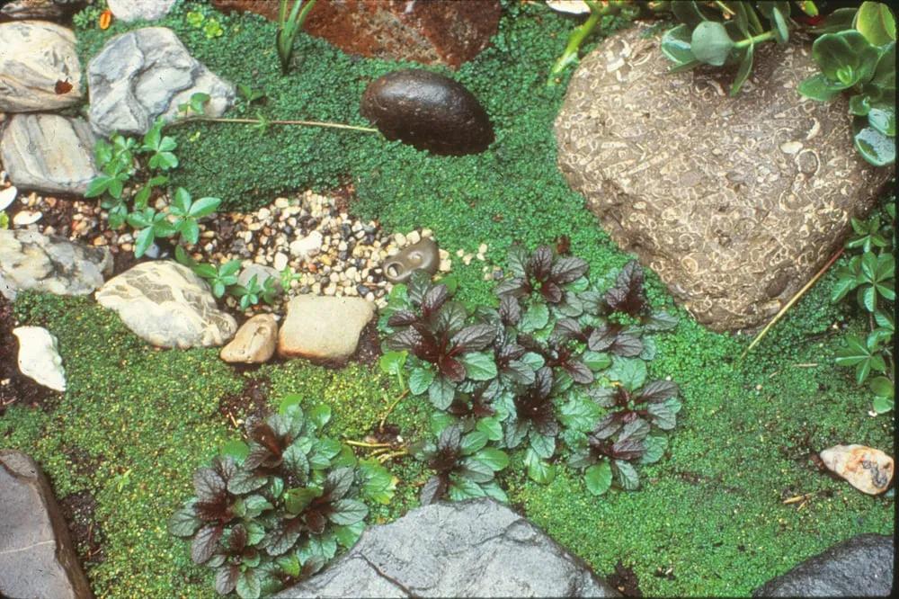 Professional lawn mowing service in Laguna Beach, CA - Green Gene