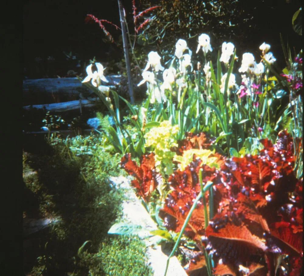 Custom yard cleanup service for residential properties across Laguna Beach, CA - Green Gene